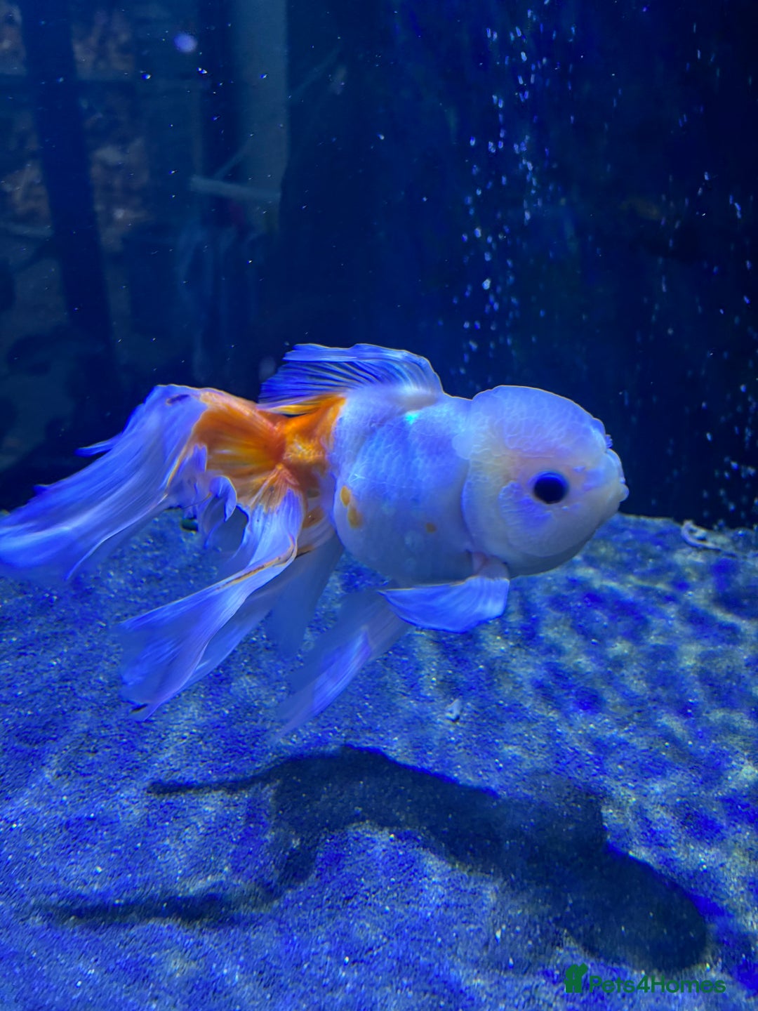 Fancy Goldfish fish for sale: Large Fancy goldfish 2 oranda one ranchu  - Image 3