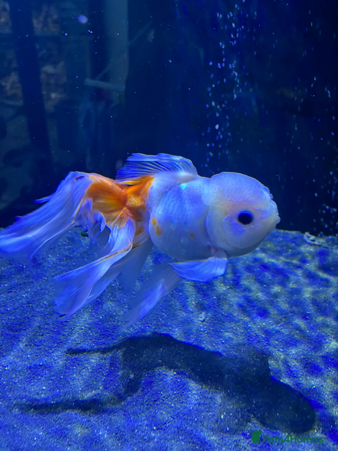 Fancy Goldfish fish for sale: Large Fancy goldfish 1 oranda one ranchu  - Advert 2