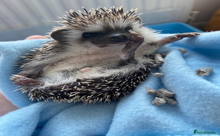 Pygmy Hedgehog rodents - Advert 1