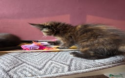 Maine Coon cats for sale: Tica Reg Mainecoon kittens READY NOW in Deal - Image 17