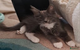 Maine Coon cats for sale: Purebred Maine Coon Kittens–Champion Bloodlines 🐾 - Image 6