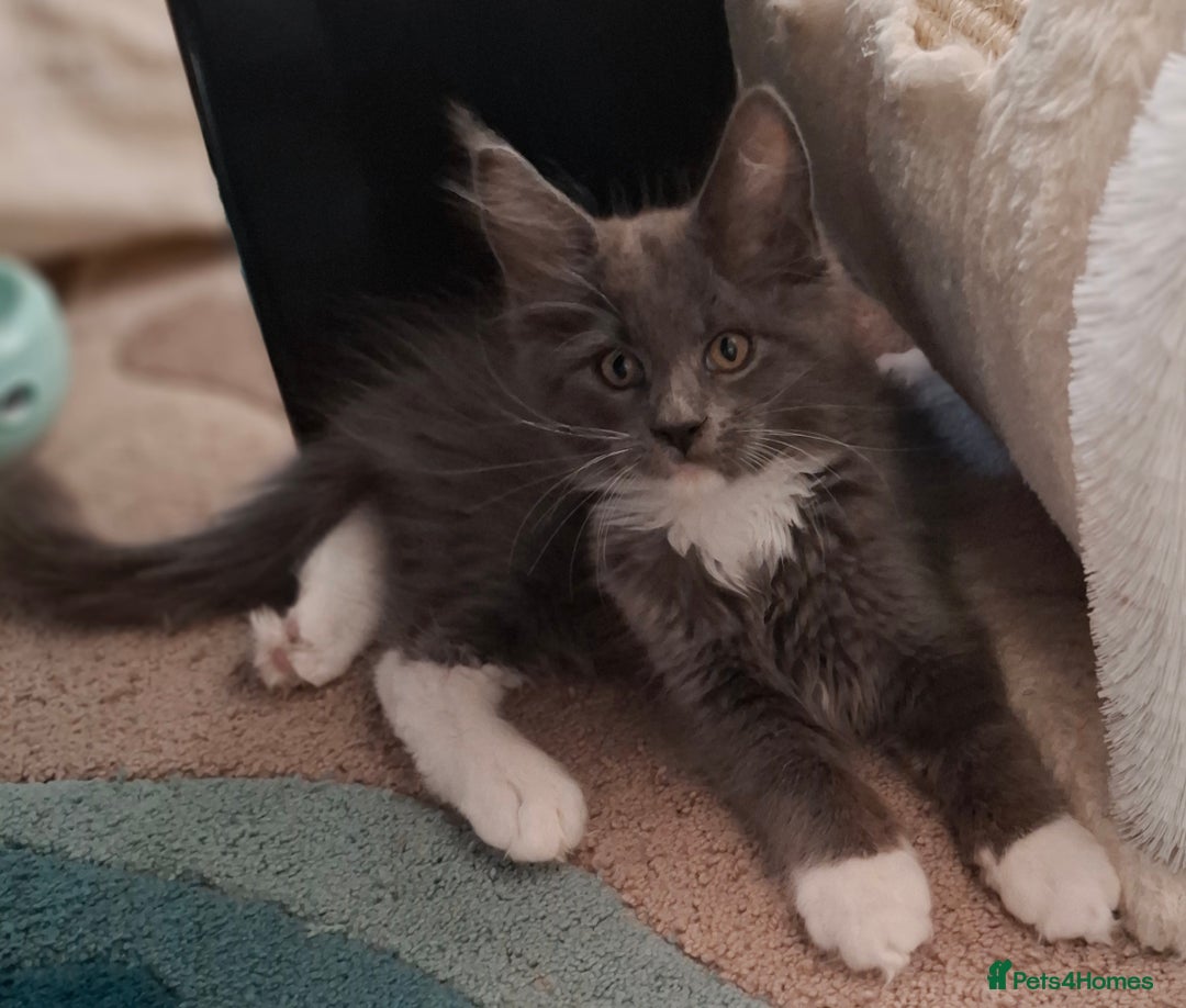 Maine Coon cats for sale: Purebred Maine Coon Kittens–Champion Bloodlines 🐾 - Image 6