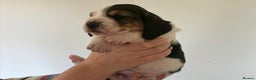 Basset Hound dogs for sale: Exceptional KC Basset Hound Puppies Now Available - Advert 16