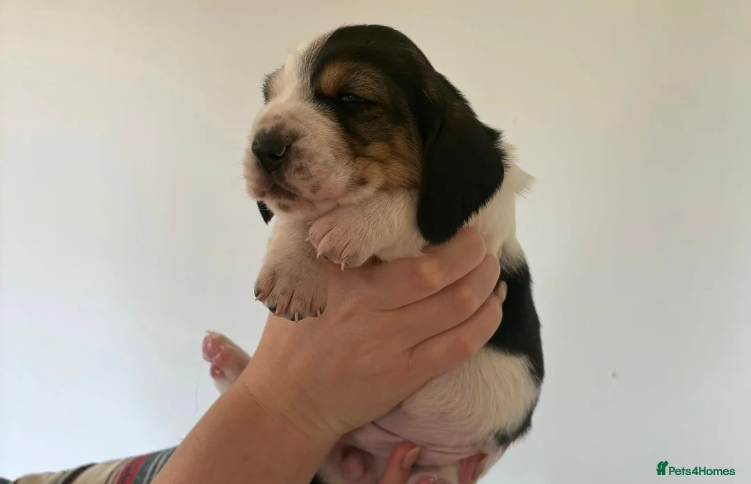 Basset Hound dogs for sale: One Beautiful Basset Hound Pup (Bertha) remaining. - Advert 29