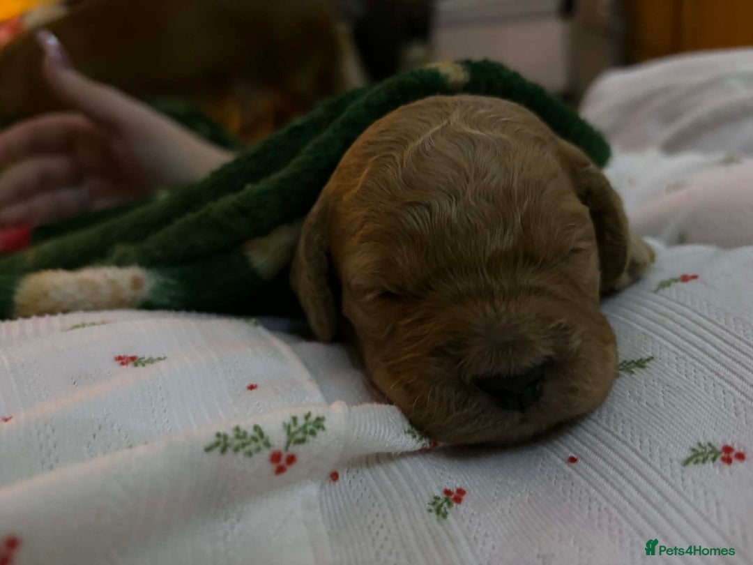 Cockapoo dogs for sale: ***BEAUTIFUL F1B COCKAPOOS*** - Advert 6