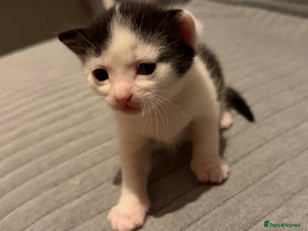 Domestic Shorthair cats for sale: White and black male kitten - Advert 11