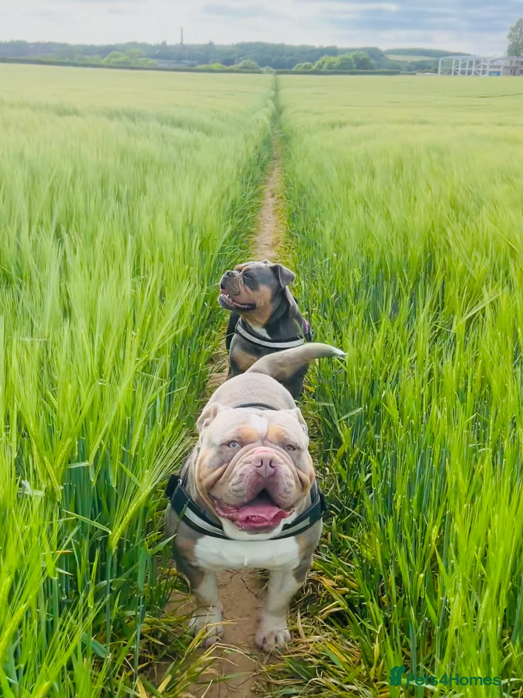 Olde English Bulldogge dogs for stud: PROVEN STUD - Floyd, Olde English Bulldogge in Nottingham - Advert 4