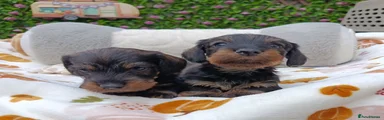 Miniature Dachshund 2
