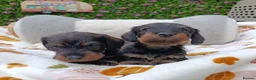 Miniature Dachshund dogs for sale: Wild Boar Boys Mini Wire KC reg PRA/LAFORA CLEAR - Advert 4