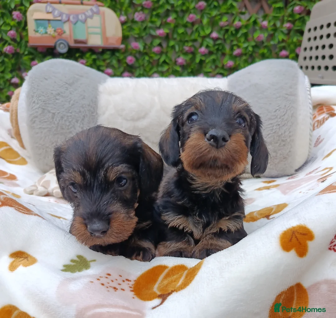 Miniature Dachshund dogs for sale: Wild Boar Boys Mini Wire KC reg PRA/LAFORA CLEAR - Advert 4