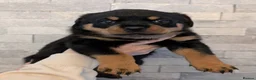 Rottweiler dogs for sale: Exceptional huge Rottweiler pups from amazing line - Advert 35