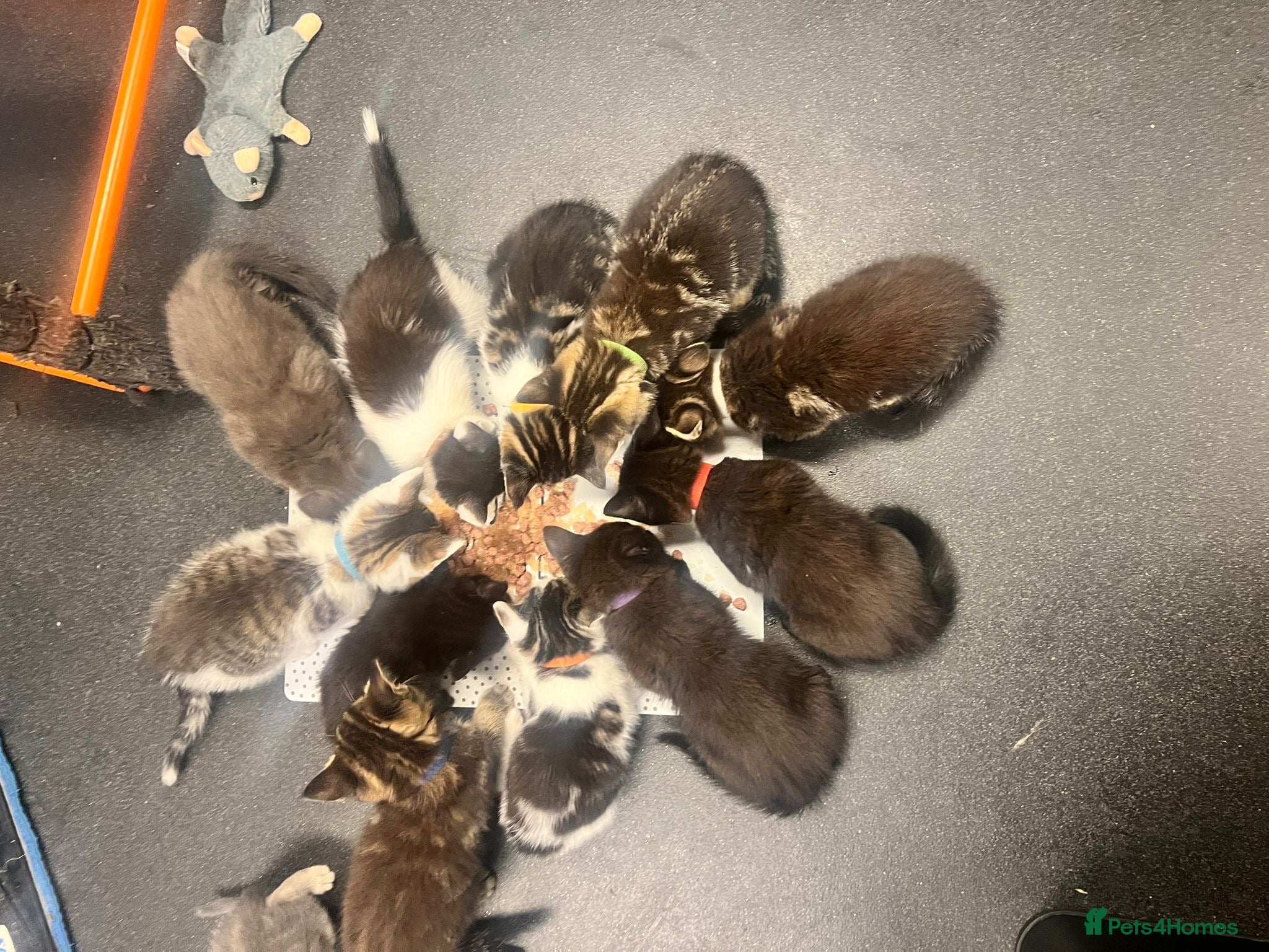 Mixed Breed cats for sale: Adorable Tabby x British Shorthai Ready ✨ - Advert 1