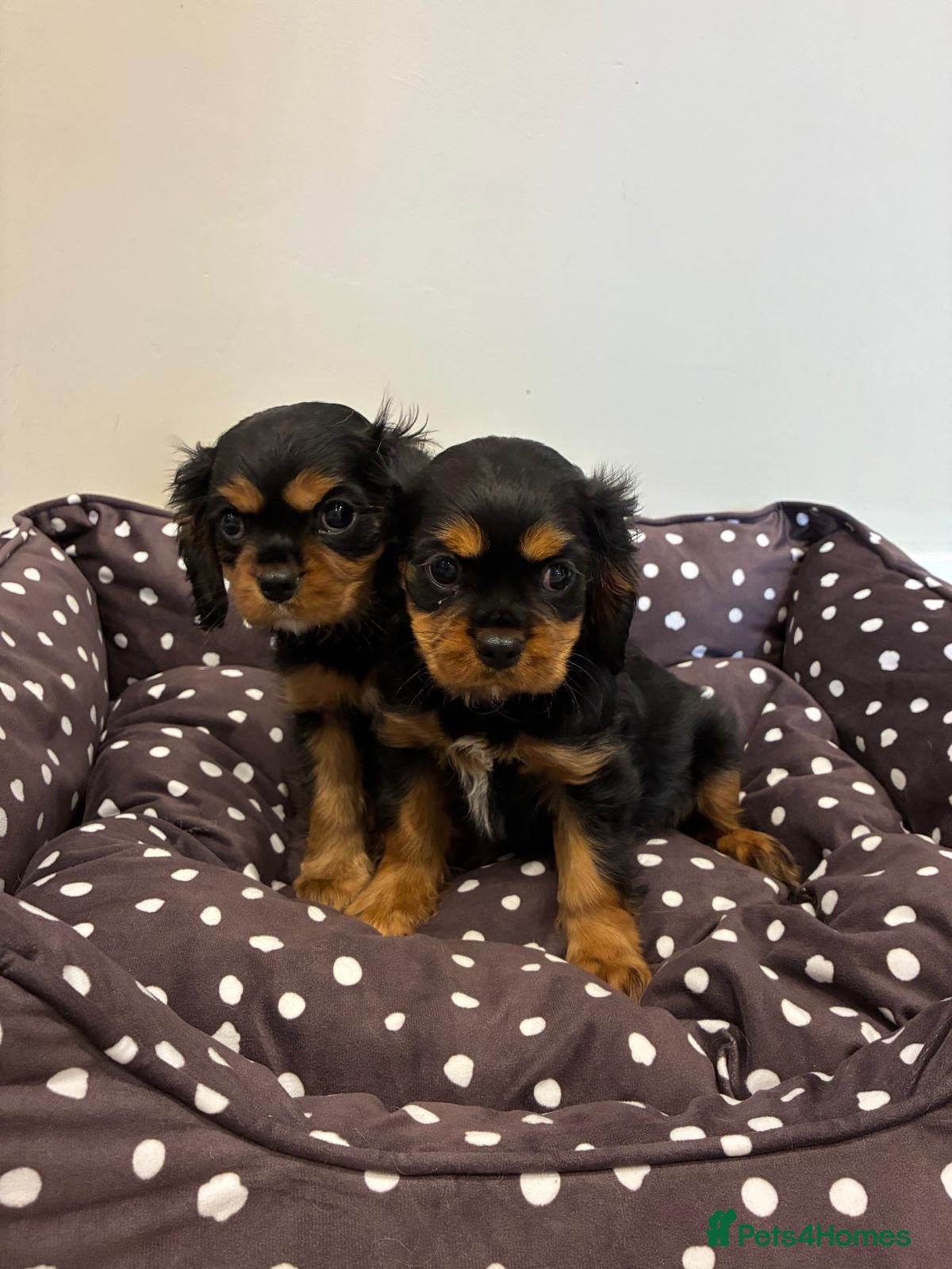 Cavalier King Charles Spaniel dogs Cavalier King Charles Spaniel Puppies - Advert 1