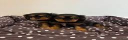 Cavalier King Charles Spaniel dogs for sale: Cavalier King Charles Spaniel Puppies in Snodland - Advert 1