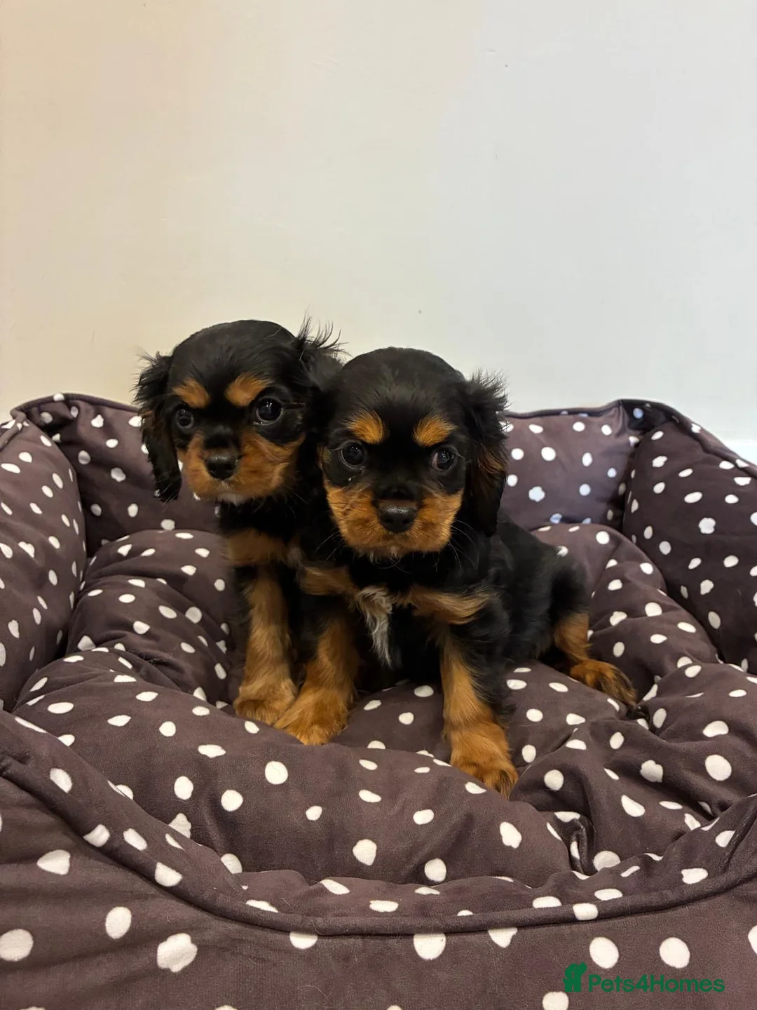 Cavalier King Charles Spaniel dogs for sale: Cavalier King Charles Spaniel Puppies in Snodland - Advert 1