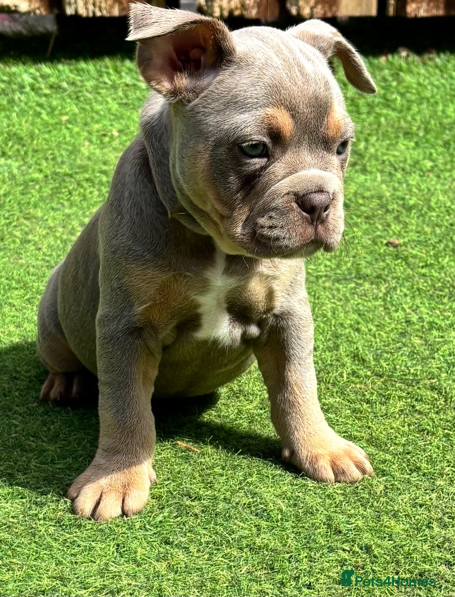 Mixed Breed dogs French bulldog X Pocket bully READY NOW!! - Advert 1