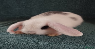 Mini Lop rabbits in Market Drayton - Advert 9