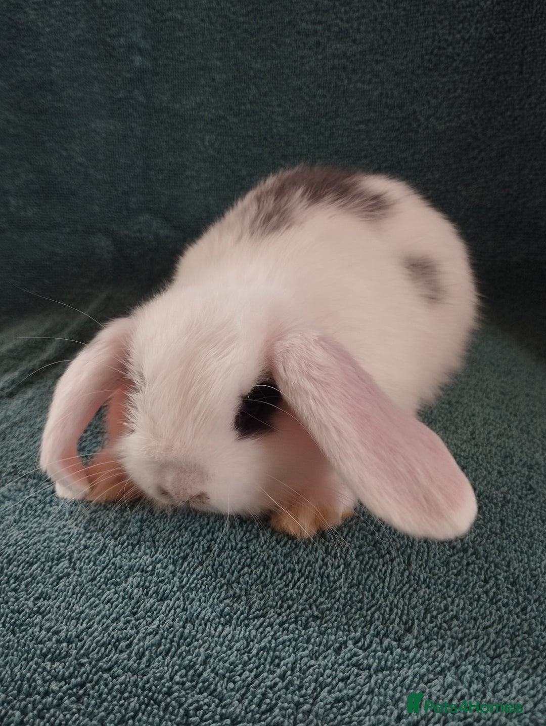 Mini Lop rabbits for sale: Last Mini lop available for deposit 🥰 in Market Drayton - Image 2