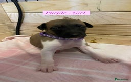 Whippet dogs for sale: 6 stunning whippet puppies  - Image 14