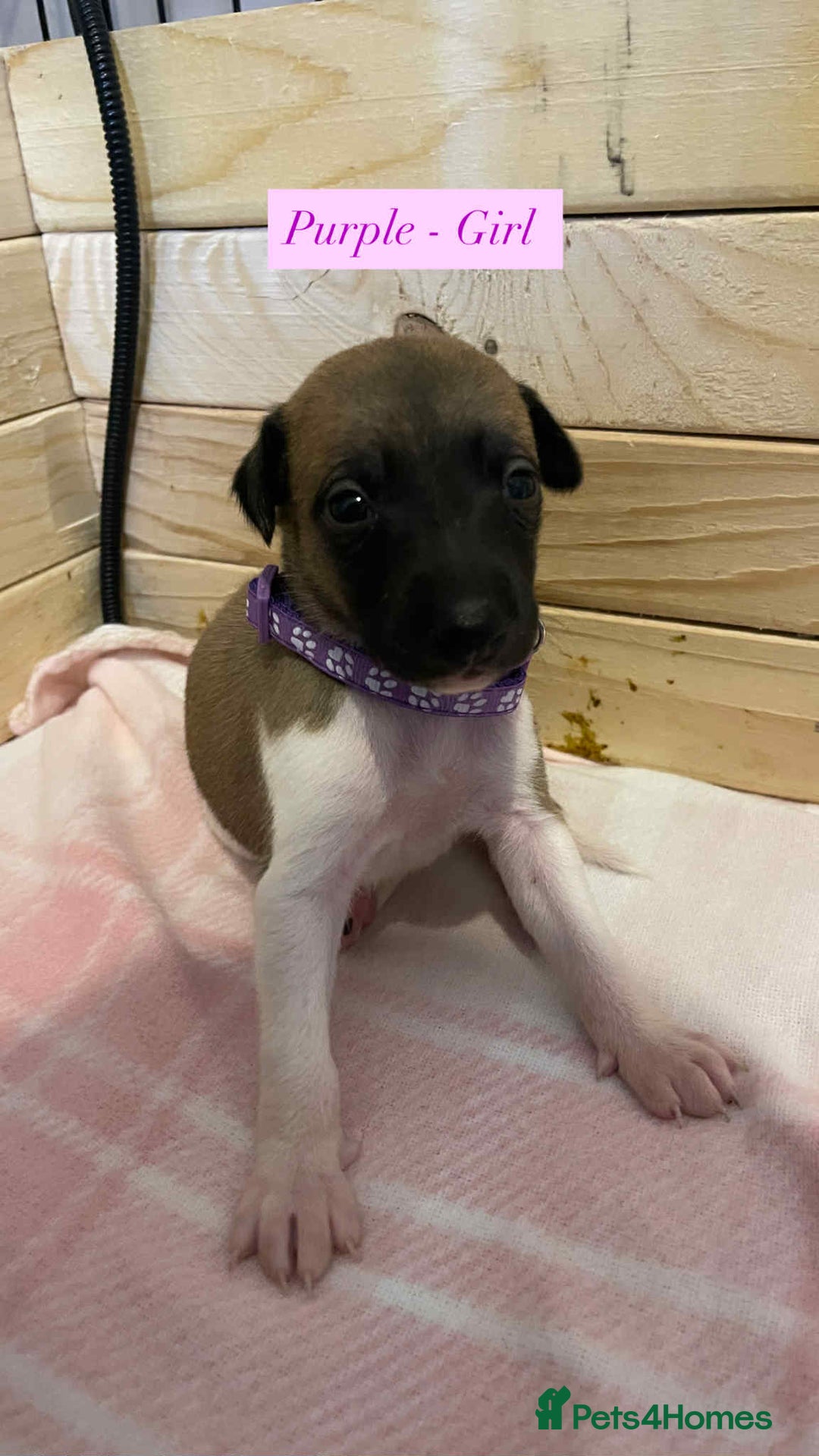 Whippet dogs for sale: 6 stunning whippet puppies  - Image 14