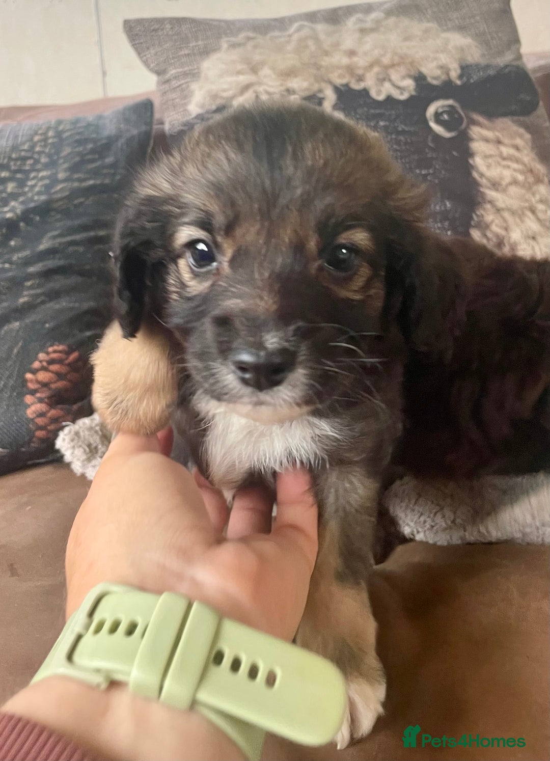 Mixed Breed dogs for sale: Beautiful pups! - Advert 4
