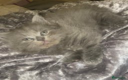 British Shorthair cats for sale: Beautiful British shorthair kittens - Image 4
