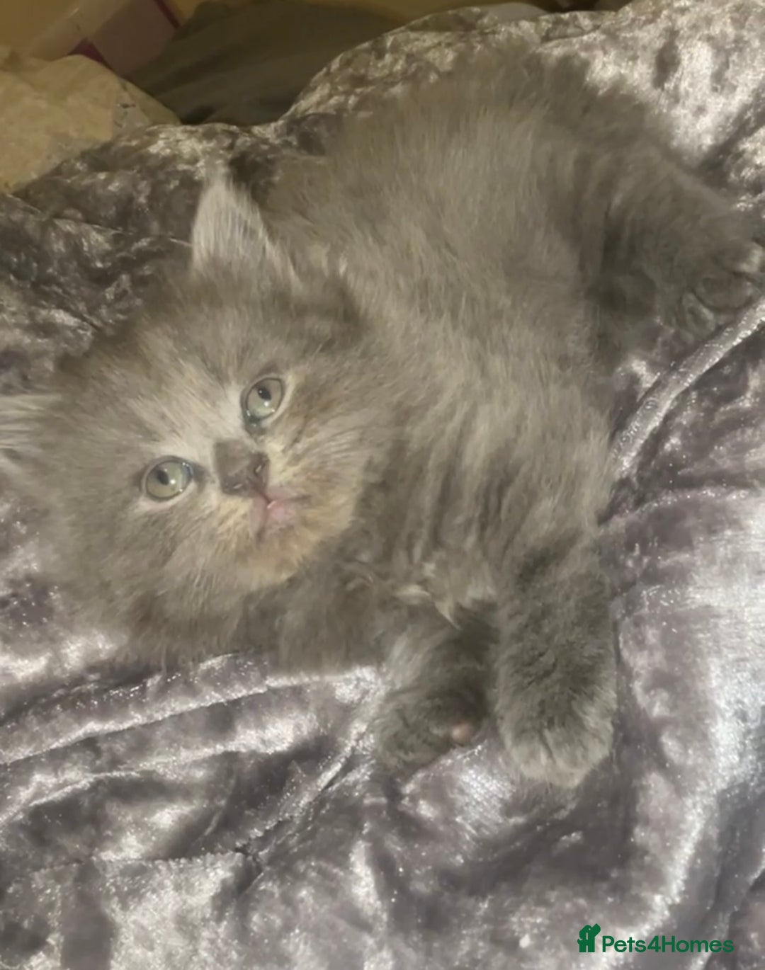 British Shorthair cats for sale: Beautiful British shorthair kittens - Image 4
