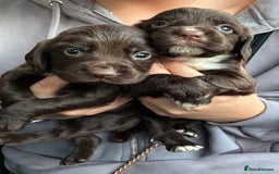 Cocker Spaniel dogs for sale: Cocker spaniel pups - Image 4