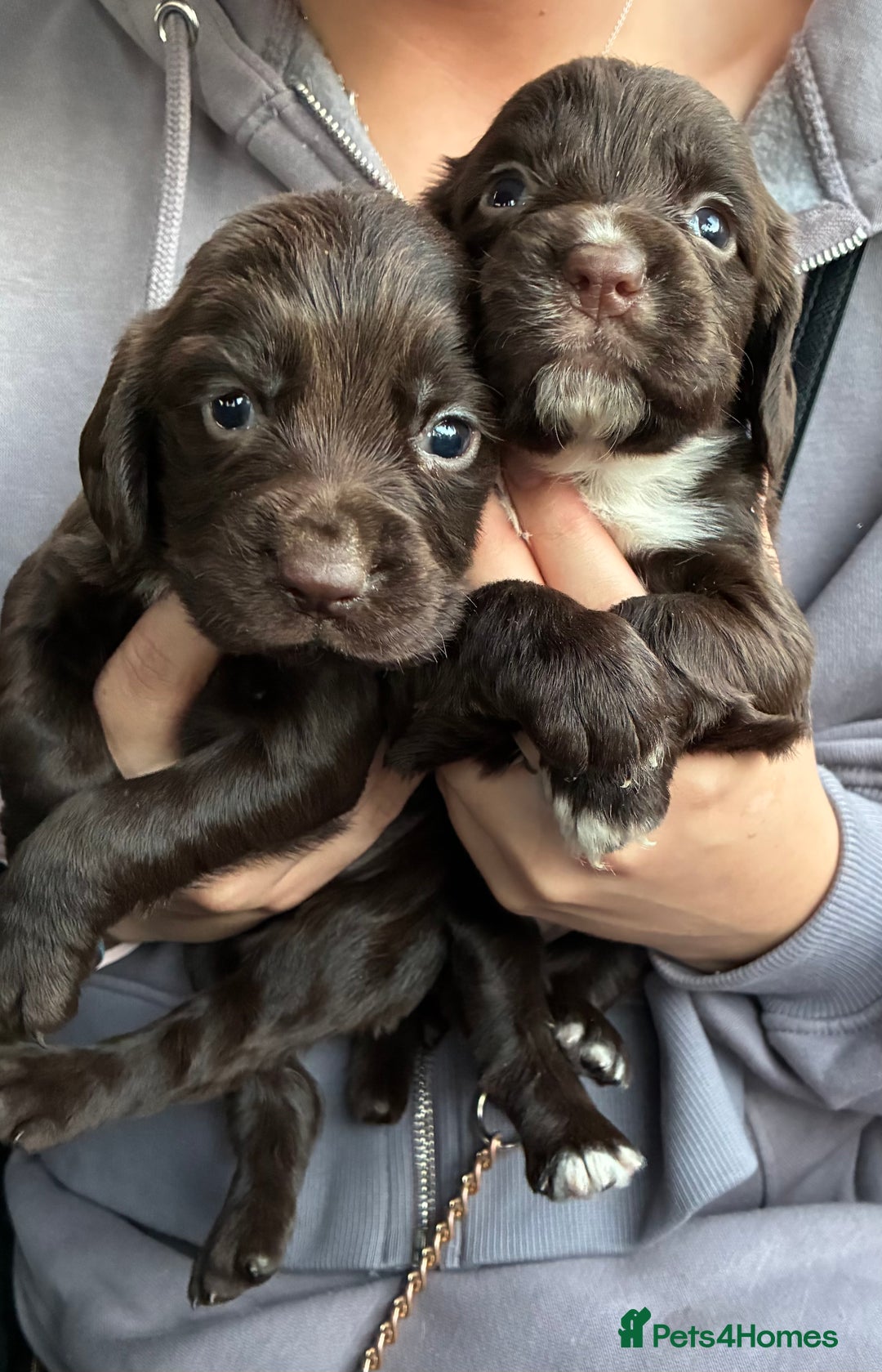 Cocker Spaniel dogs for sale: Cocker spaniel pups - Image 4