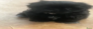 Shih Tzu 2