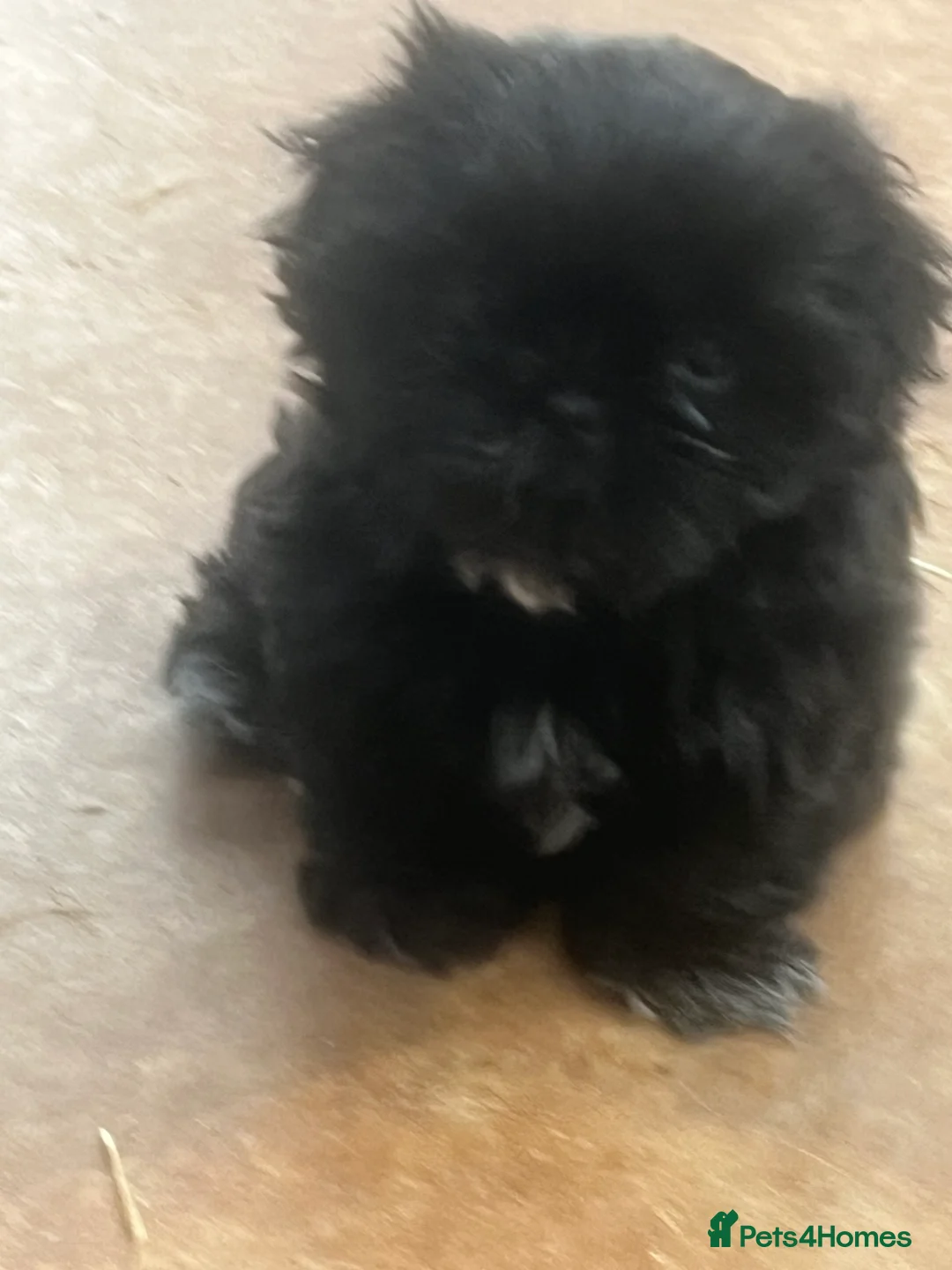 Shih Tzu dogs for sale: Shihtzu  - Advert 1