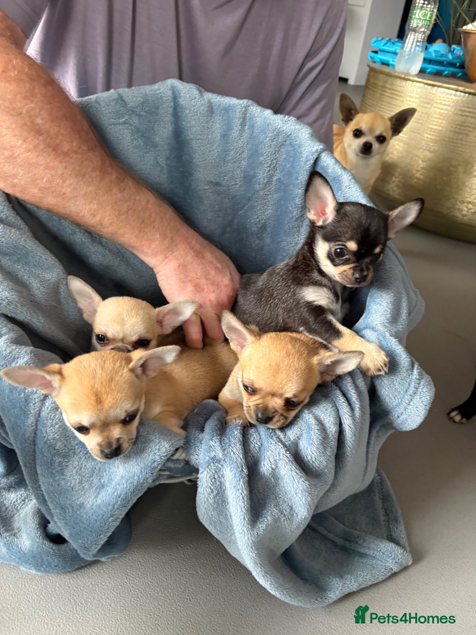 Chihuahua dogs 4 smooth coat apple head Chihuahua puppies - Advert 2