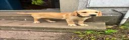 Goldador dogs for sale: Golden retriever Labrador cross  in Glasgow - Advert 18