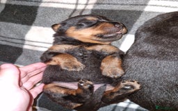 Rottweiler dogs for sale: Beautiful rottweiler puppys  - Image 7