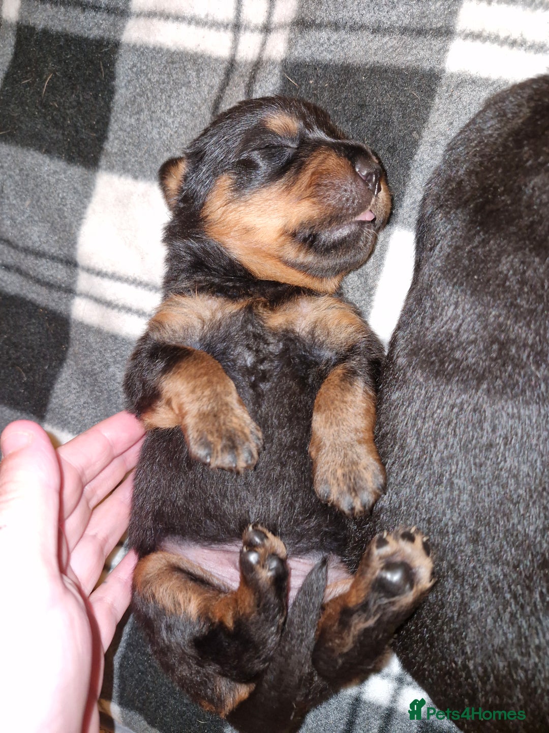 Rottweiler dogs for sale: Beautiful rottweiler puppys  - Image 7