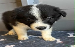 Border Collie dogs for sale: Stunning Border Collie Puppies - Image 7
