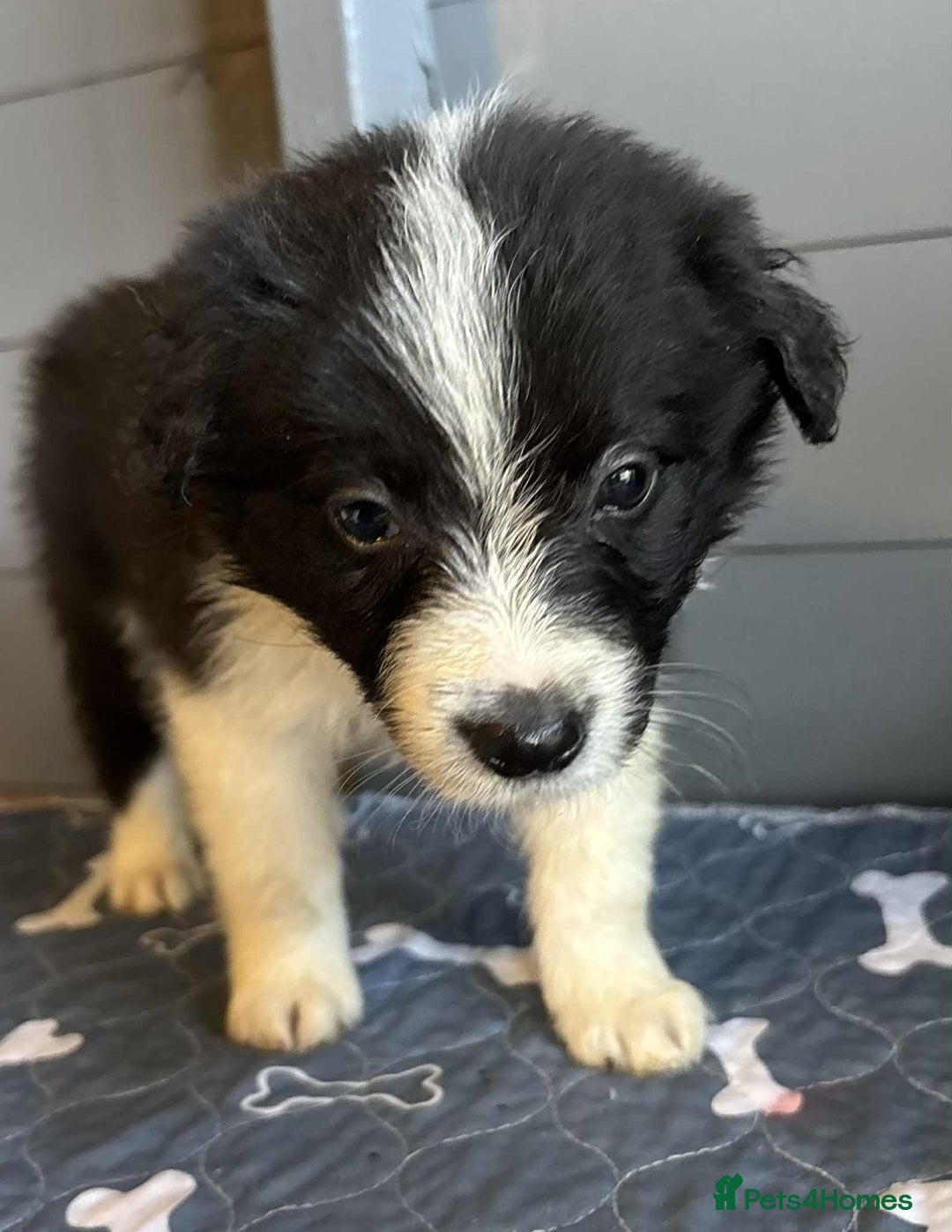 Border Collie dogs for sale: Stunning Border Collie Puppies - Image 7