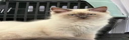 Siberian cats for sale: gorgeous male stud cat for sale - Advert 7