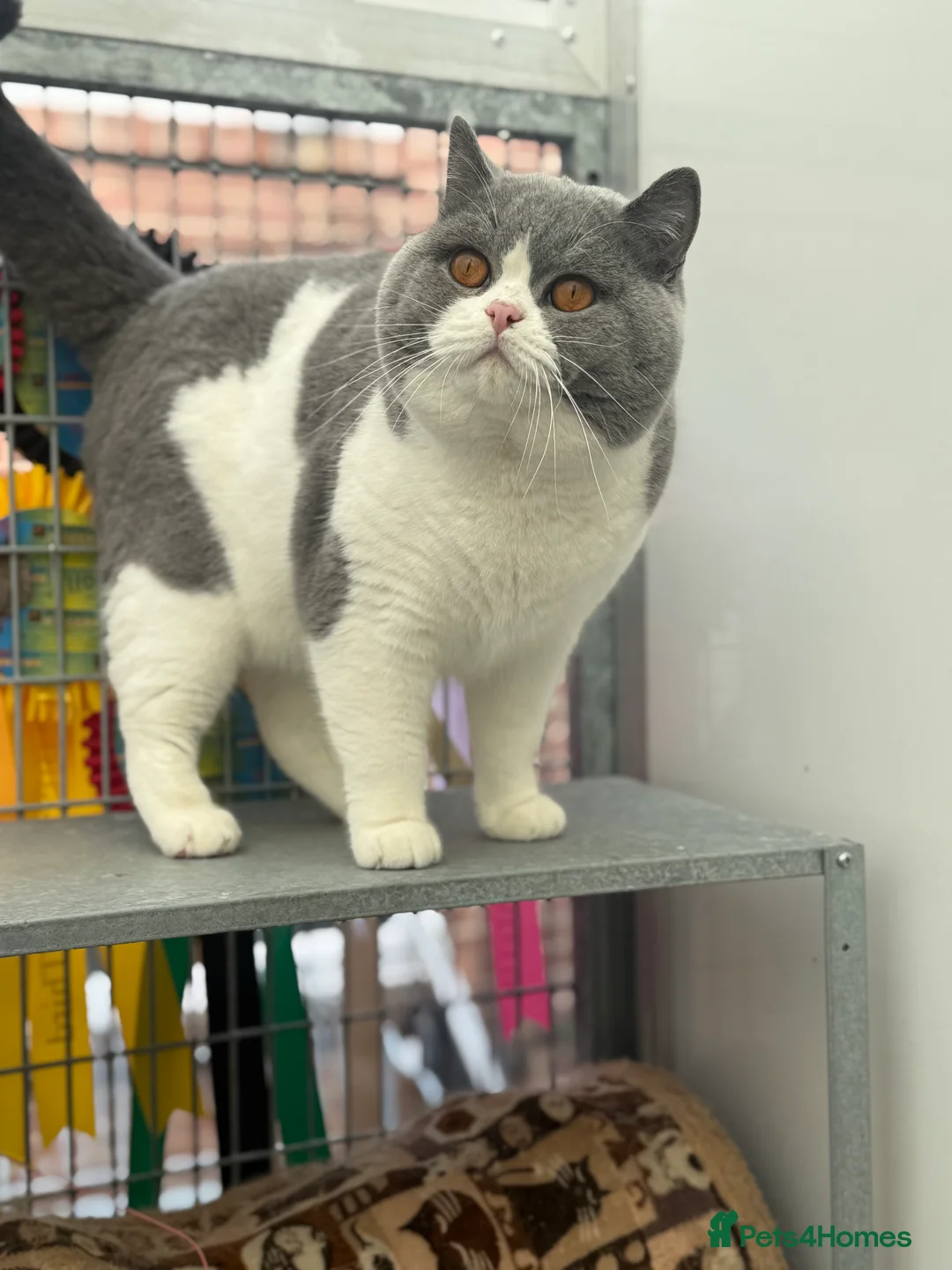 British Shorthair cats for stud: Exceptional polish import excellent pedigree  - Advert 4