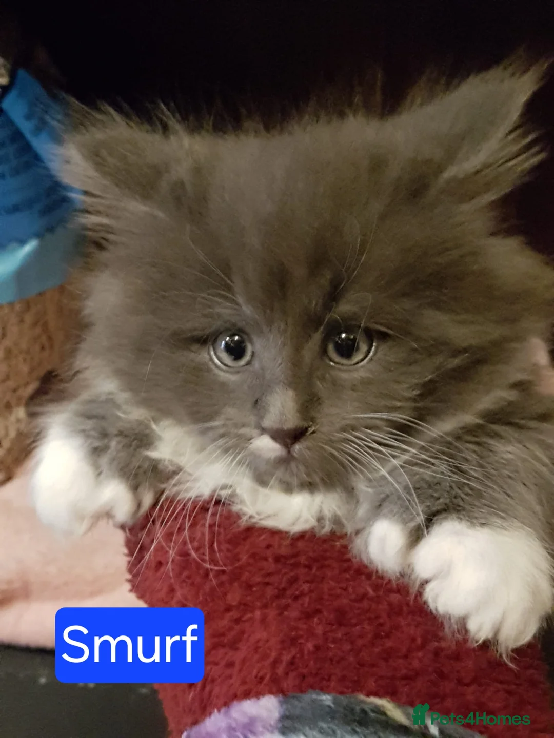 Maine Coon cats for sale: Mischievous Maine Coon kittens.  Ready now. - Advert 4