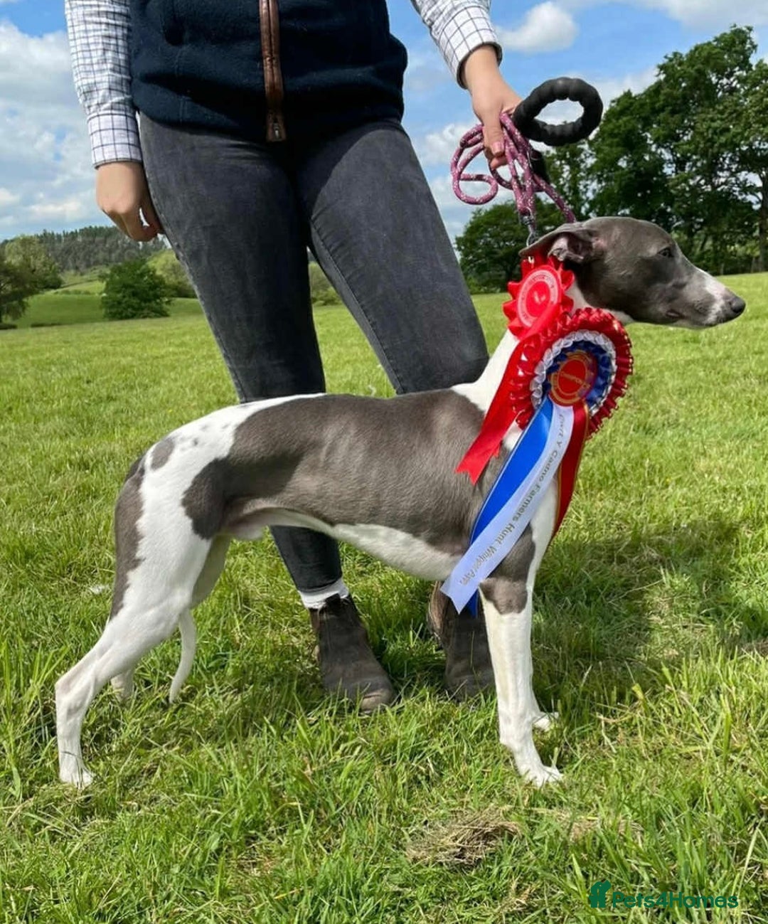 Whippet dogs for sale: 1 Gorgeous KC Reg Whippet Puppy  - Advert 7