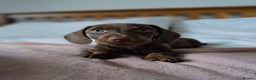Miniature Dachshund dogs for sale: Miniature dachshunds. - Advert 3