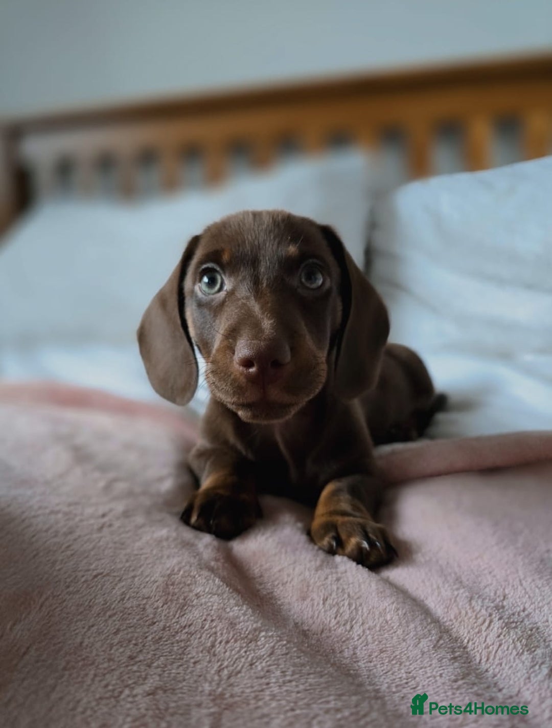 Miniature Dachshund dogs for sale: Miniature dachshunds. - Advert 3
