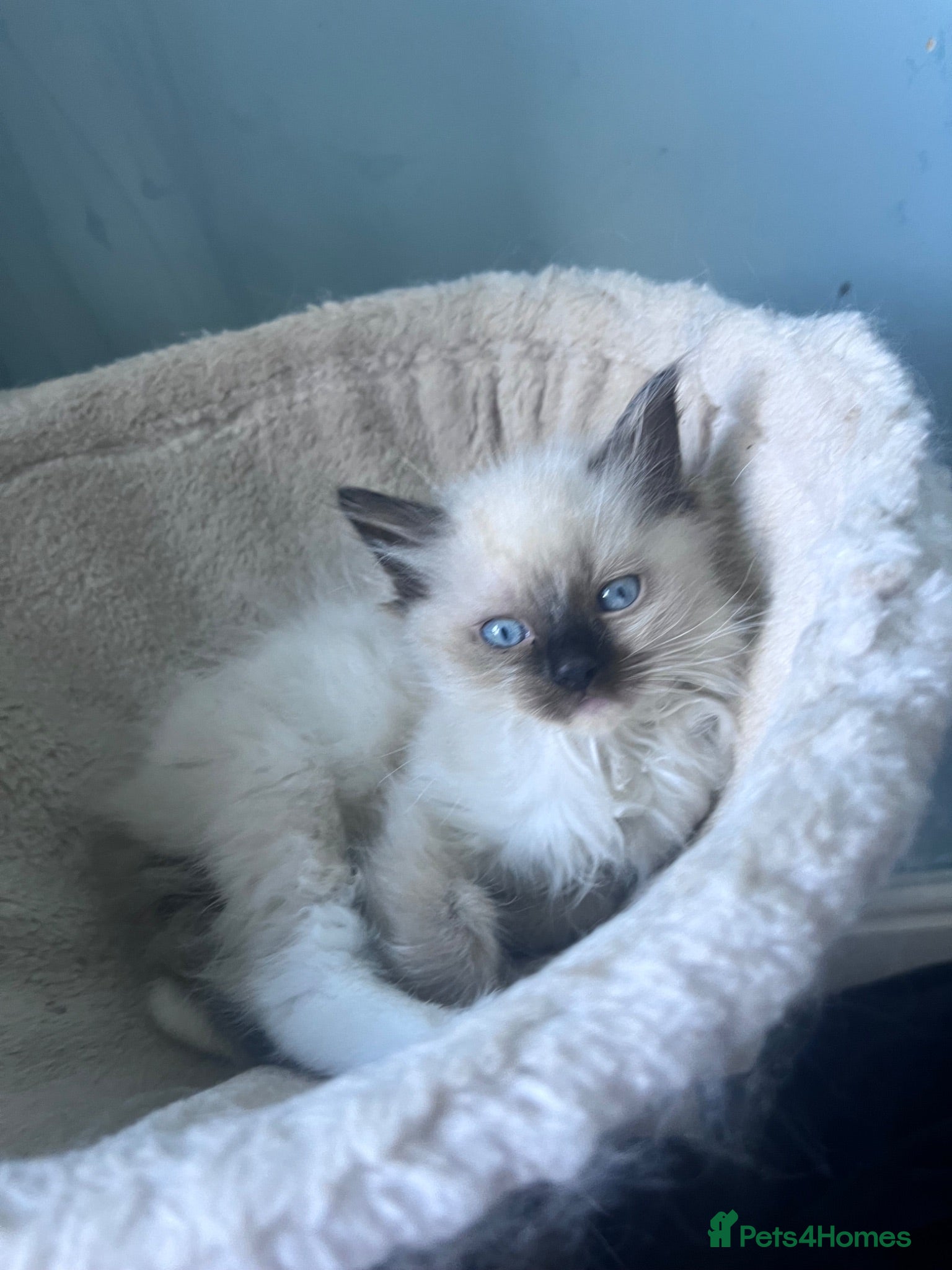 Ragdoll cats Ready to leave Ragdoll’s  - Advert 15
