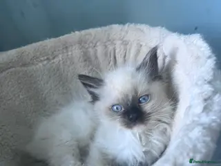 Ragdoll cats Ready to leave Ragdoll’s - Advert 15