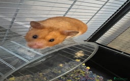 Hamster rodents for sale: Hamster  - Image 4