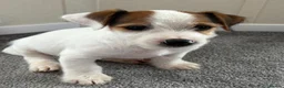 Jack Russell dogs for sale: Traditional short-legged Jack Russell puppies! - Advert 32