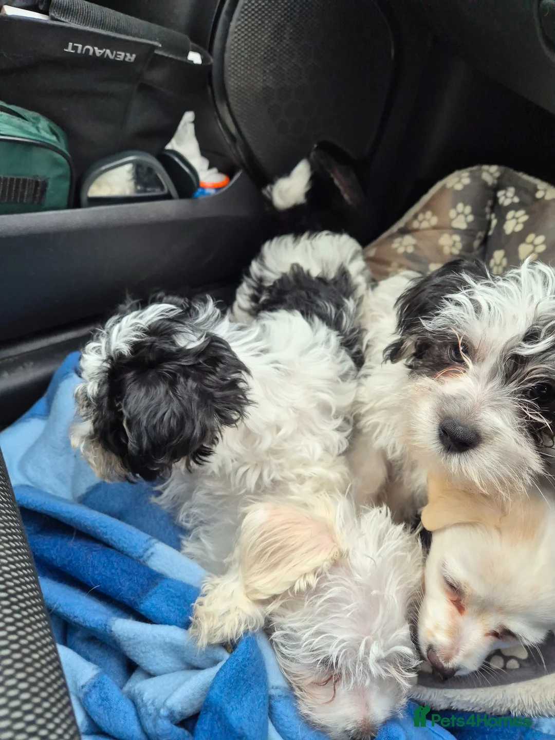 Maltese dogs for sale: Maltese cross, 3 boys and one girl in Bedworth - Advert 22