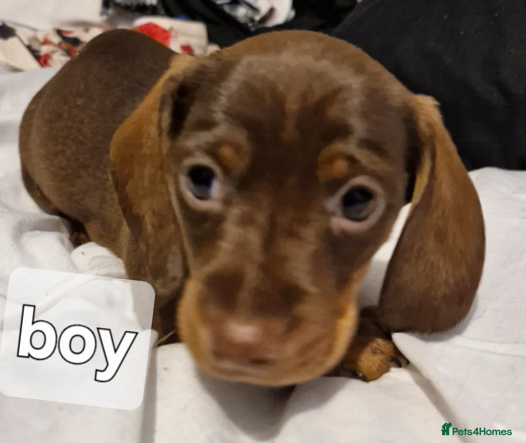 Dachshund dogs for sale: Miniature dachshunds  - Advert 18