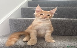 Maine Coon cats for sale: Red silver boy available. - Image 1